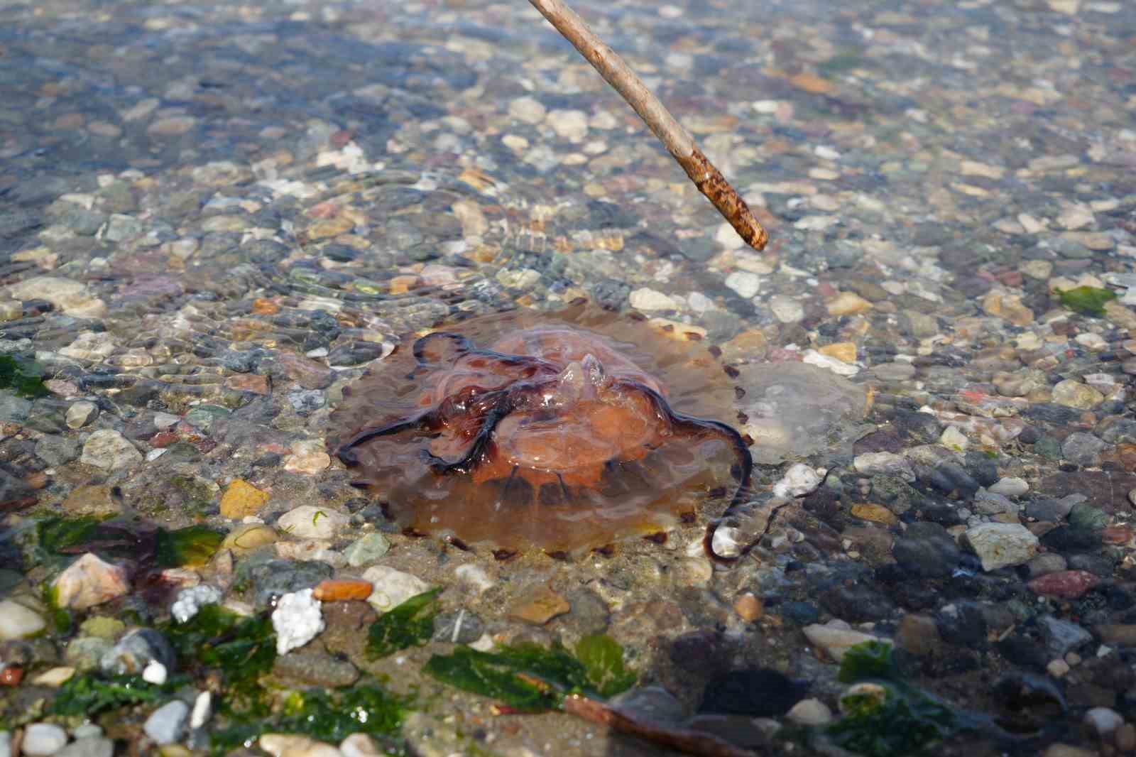 Denizde bu türü görürseniz sakın yaklaşmayın
