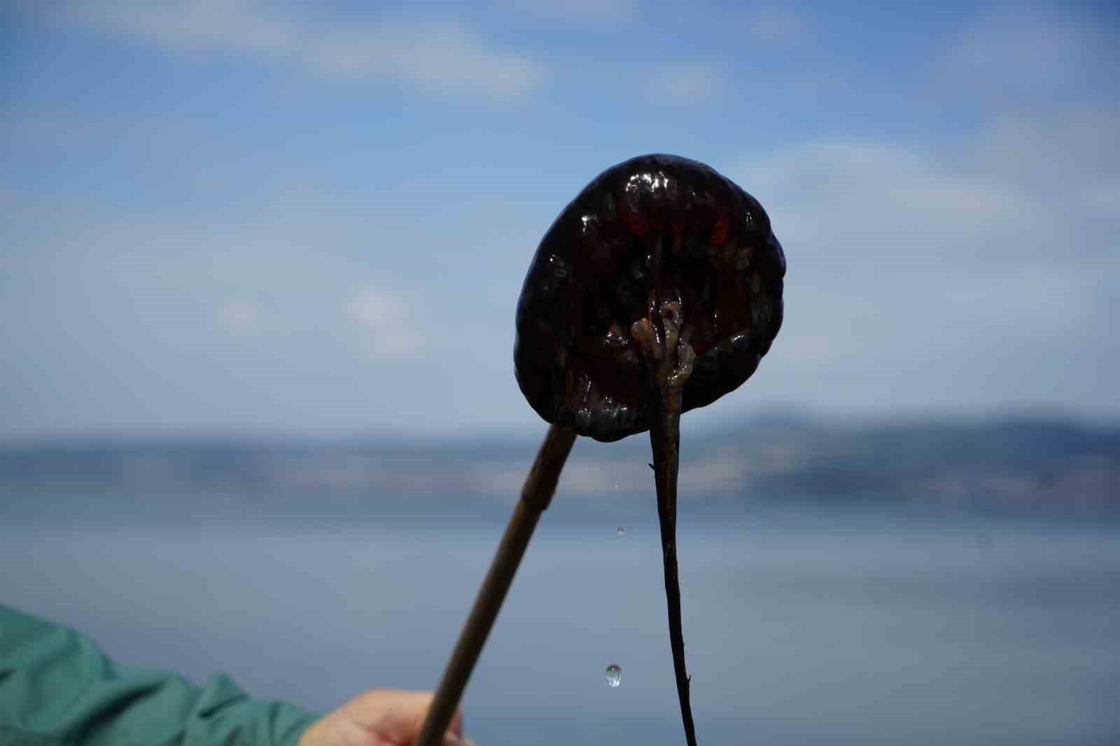 Denizde bu türü görürseniz sakın yaklaşmayın
