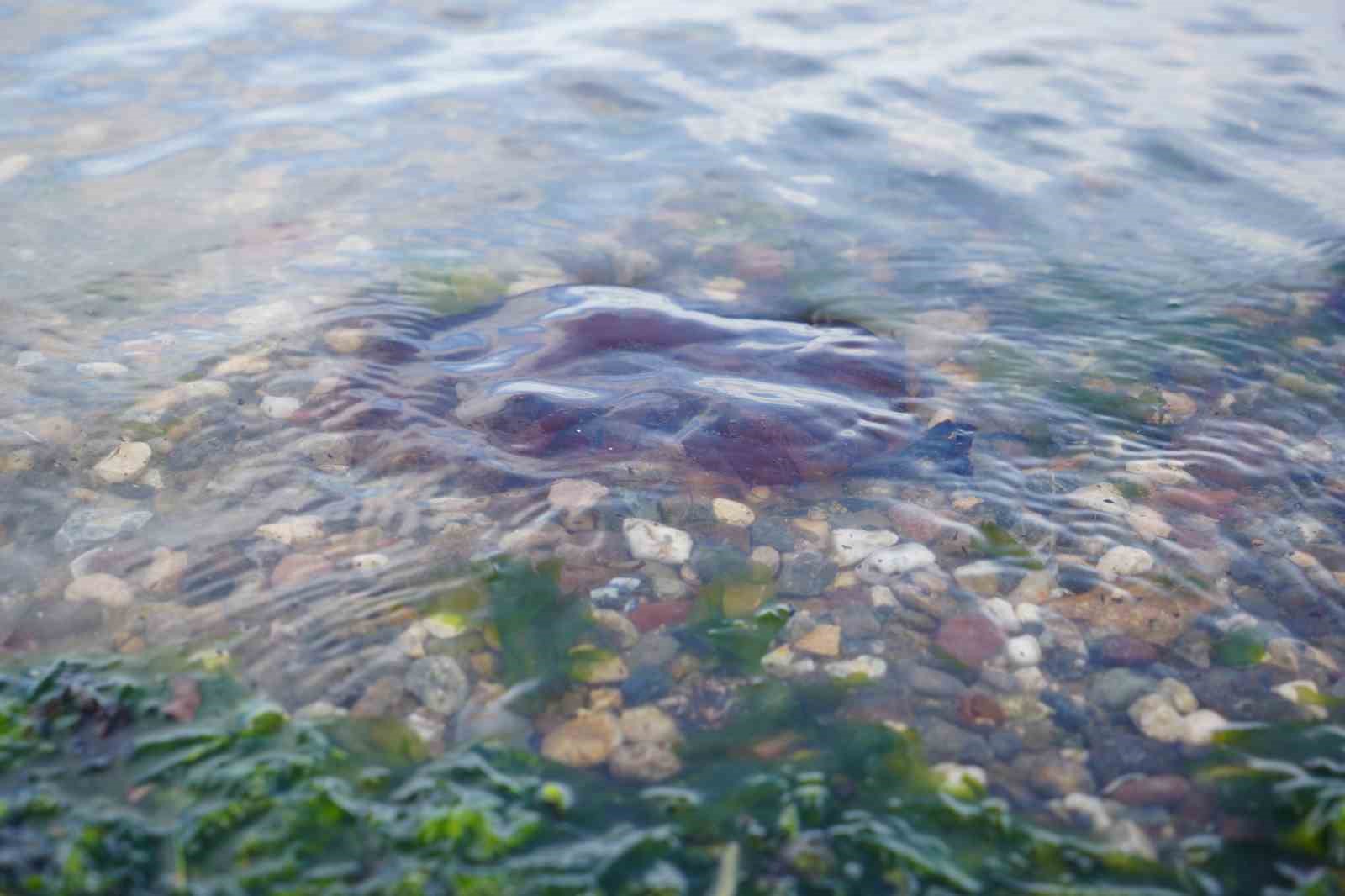 Denizde bu türü görürseniz sakın yaklaşmayın
