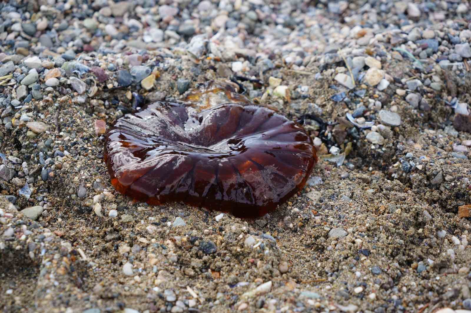 Denizde bu türü görürseniz sakın yaklaşmayın

