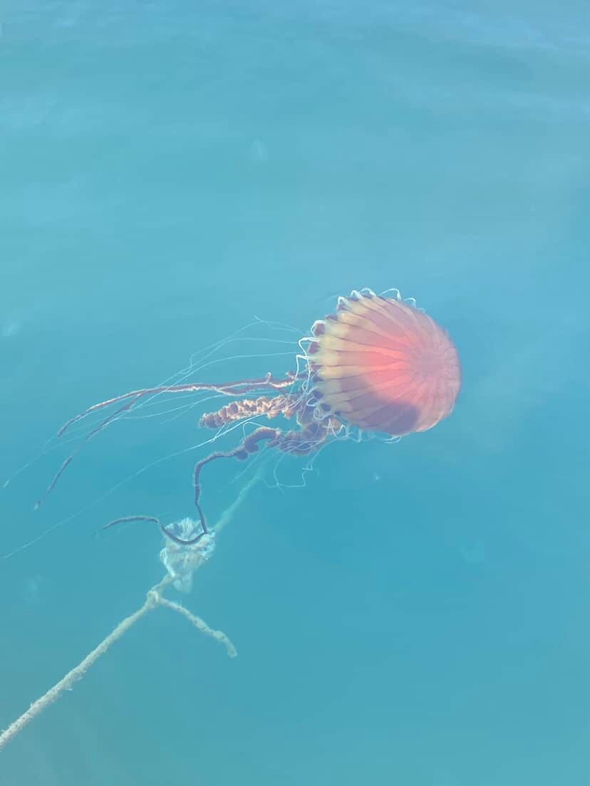 Denizde bu türü görürseniz sakın yaklaşmayın
