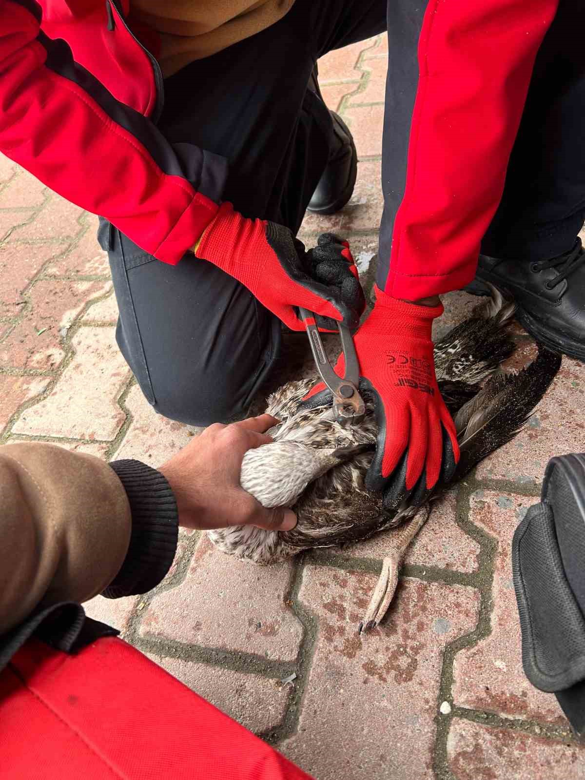 Denizde can mücadelesi: Martıyı 911 ekipleri kurtardı
