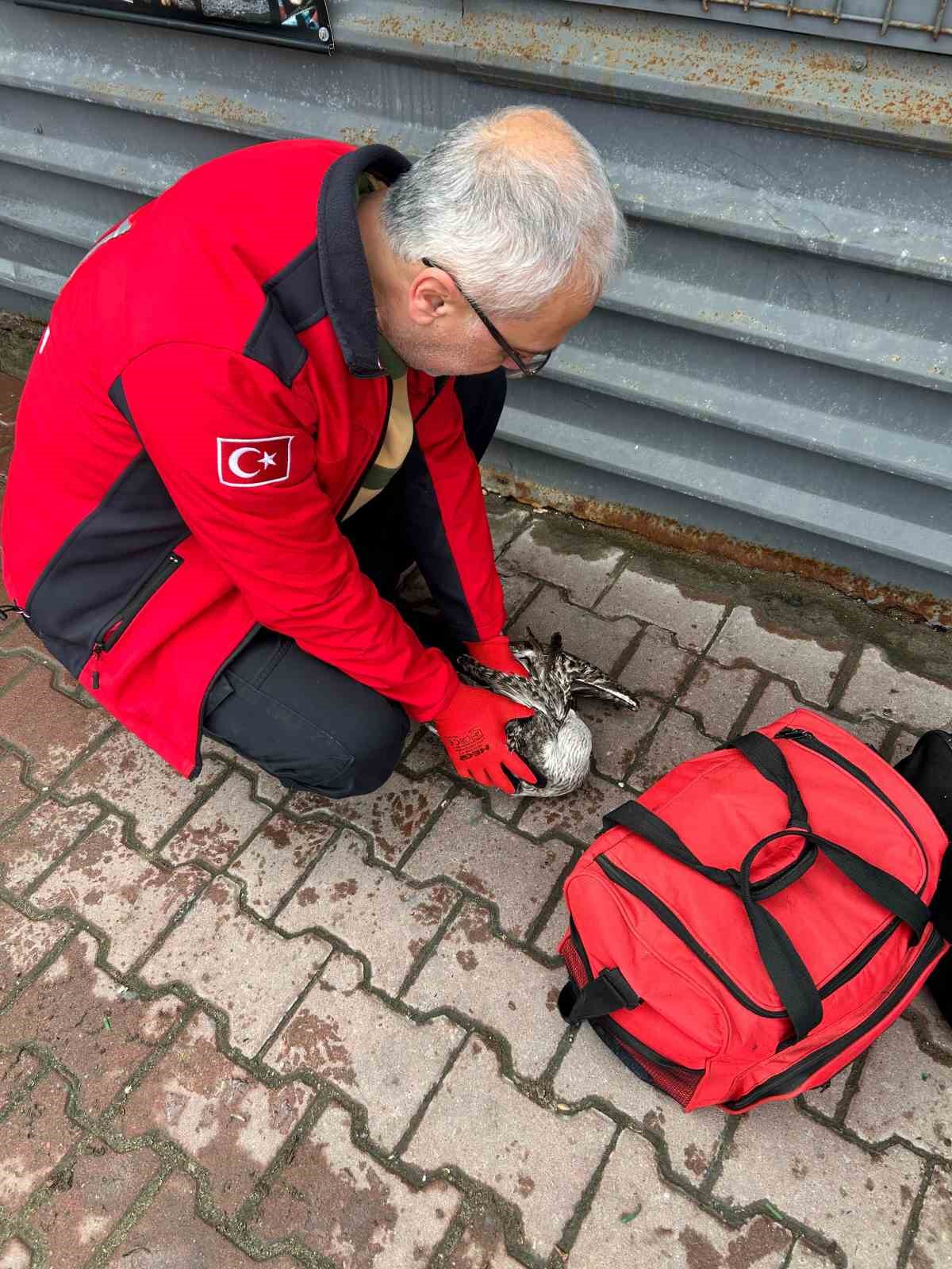 Denizde can mücadelesi: Martıyı 911 ekipleri kurtardı
