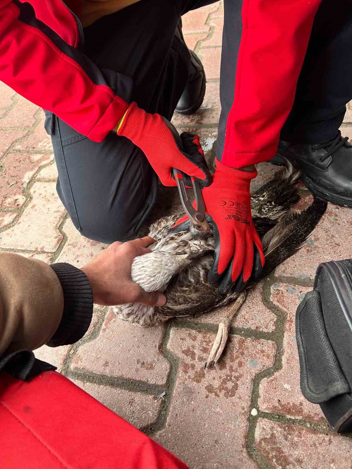 Denizde can mücadelesi: Martıyı 911 ekipleri kurtardı
