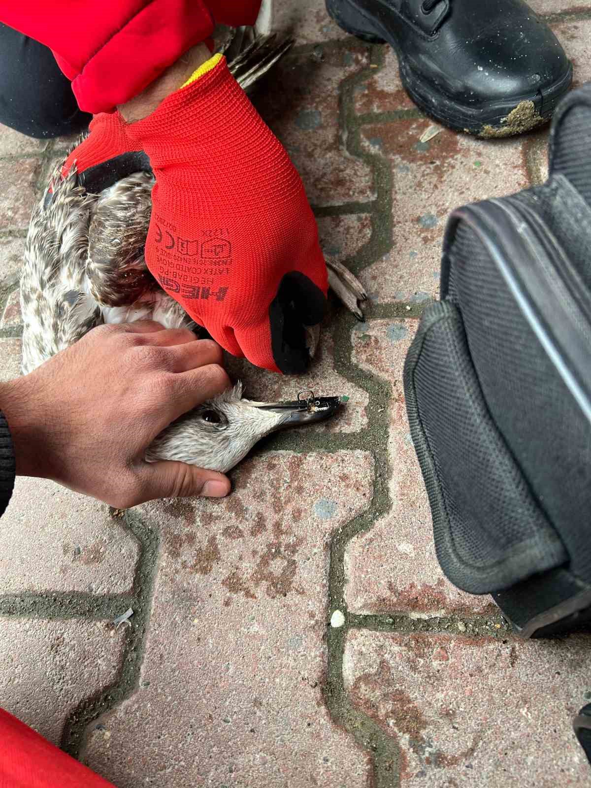 Denizde can mücadelesi: Martıyı 911 ekipleri kurtardı
