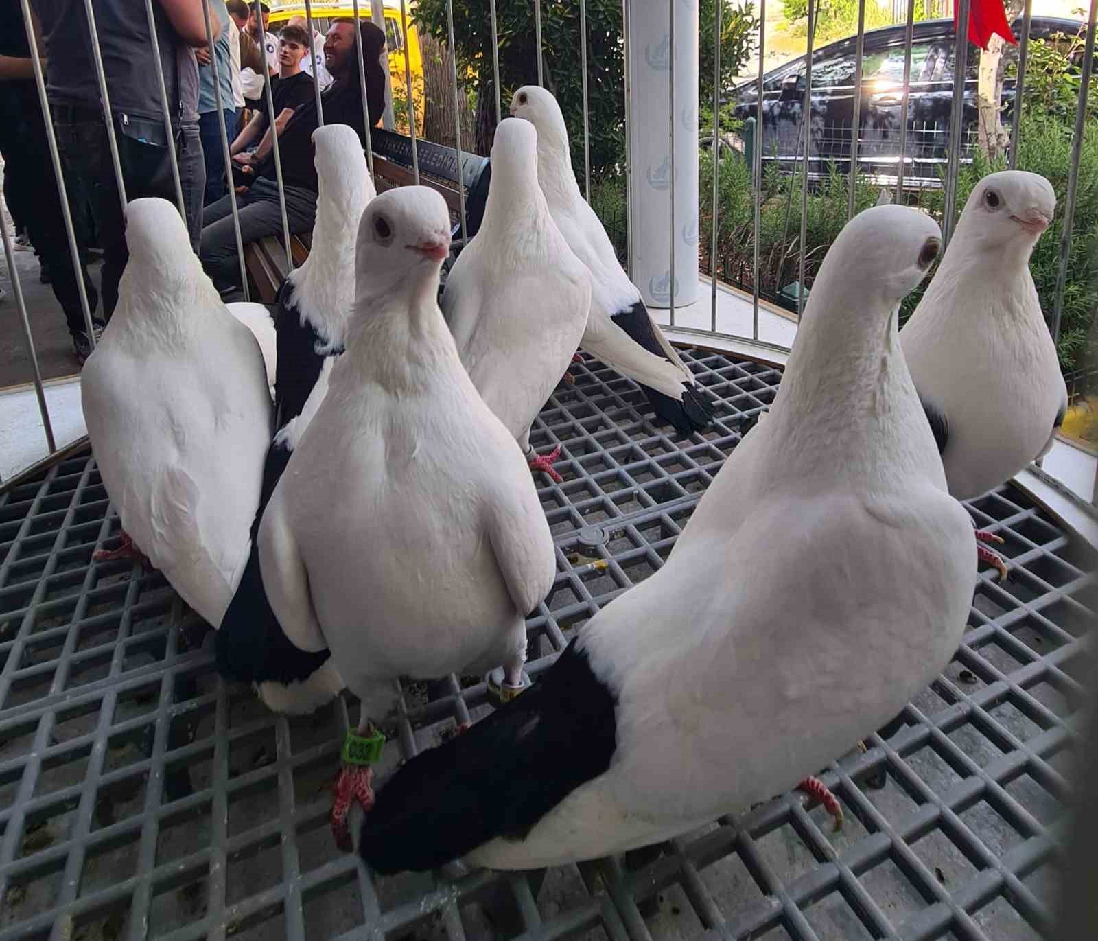 Denizli azman güvercinleri güzellikleriyle mest etti
