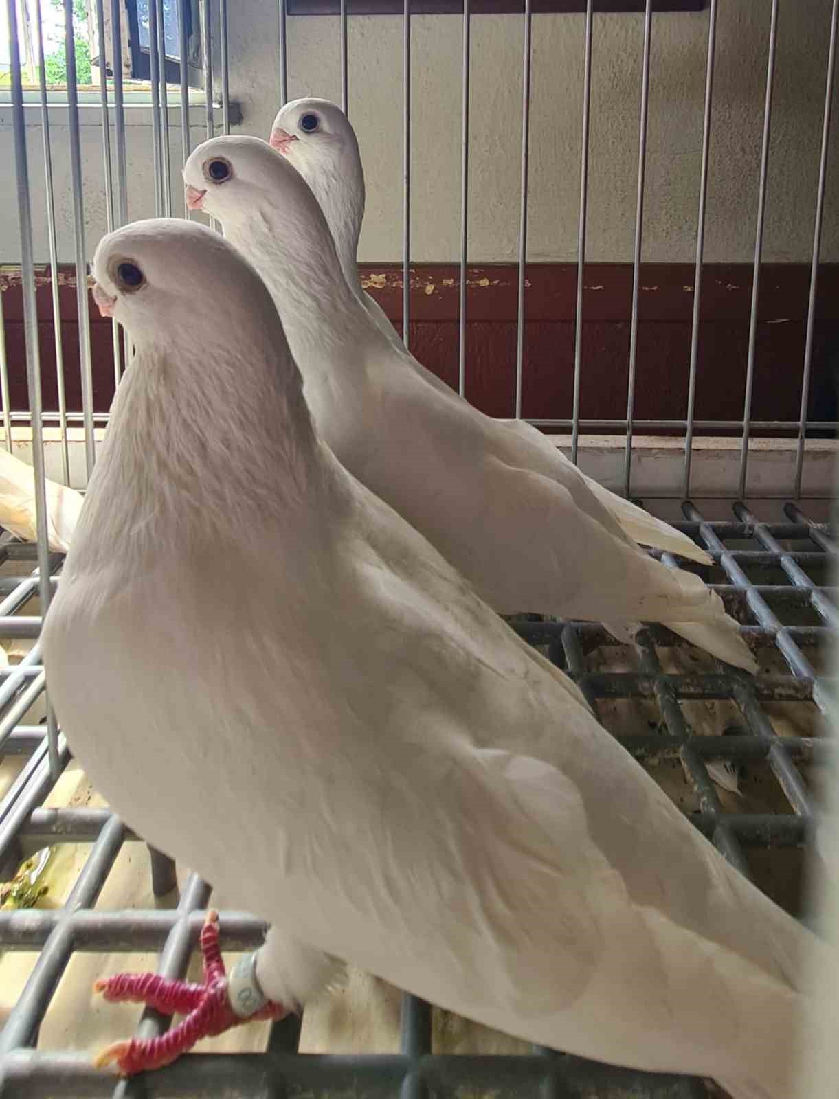 Denizli azman güvercinleri güzellikleriyle mest etti
