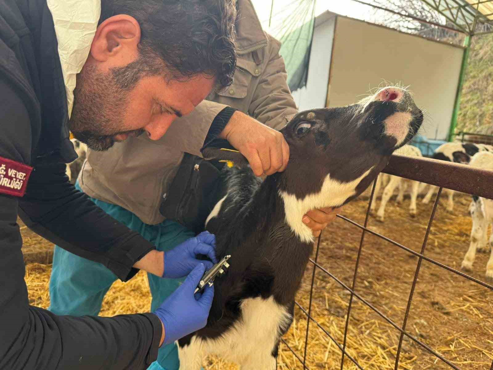 Denizli hayvancılığında sağlık, üretim ve güç bir arada
