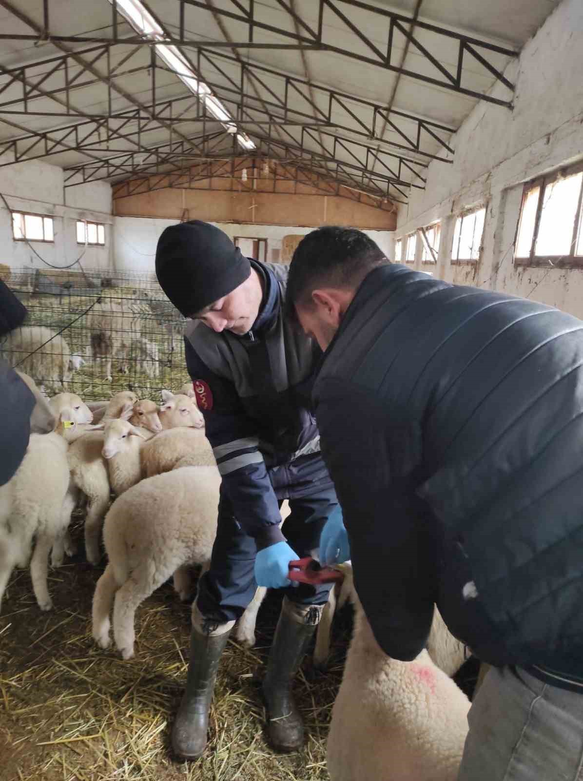 Denizli hayvancılığında sağlık, üretim ve güç bir arada
