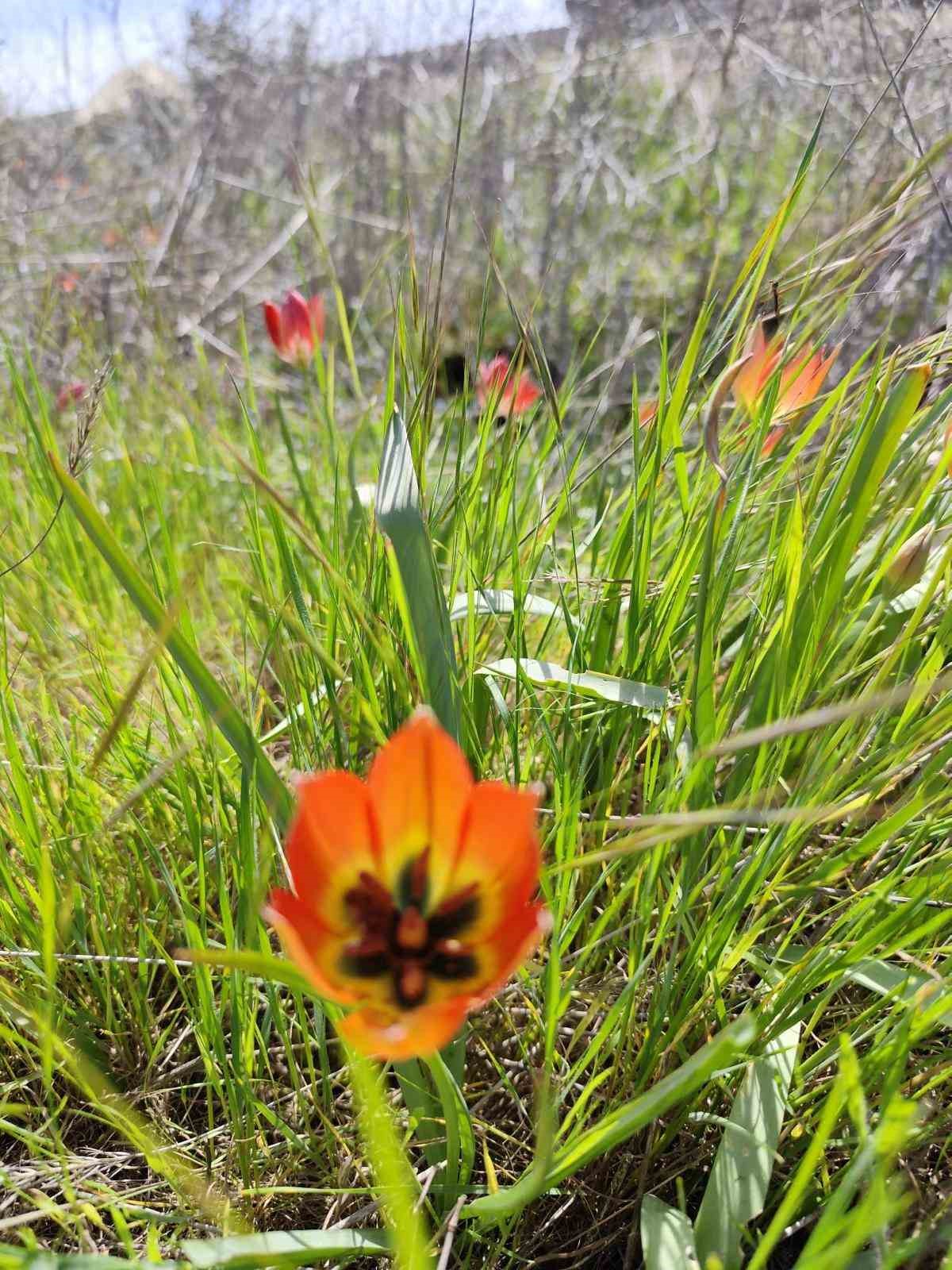 Denizli’de anemon lalesi yetişti
