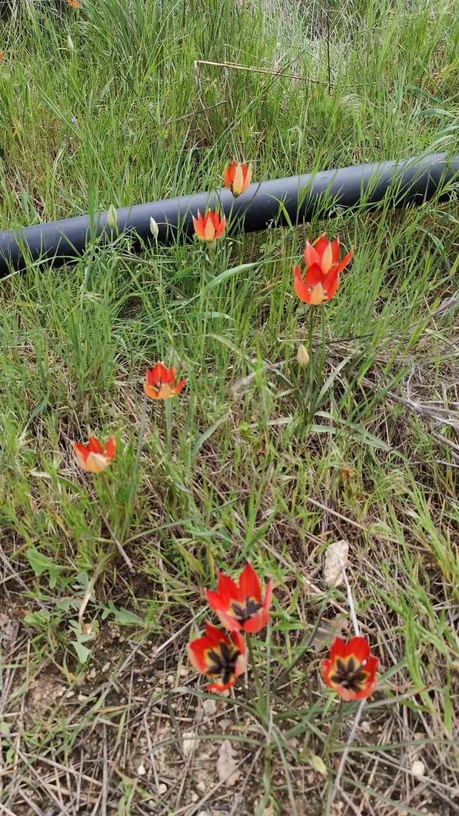 Denizli’de anemon lalesi yetişti
