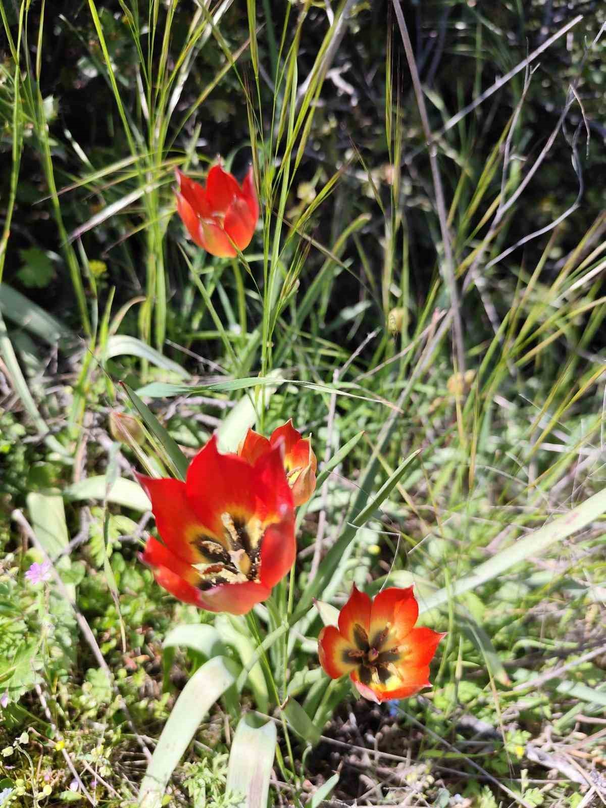 Denizli’de anemon lalesi yetişti
