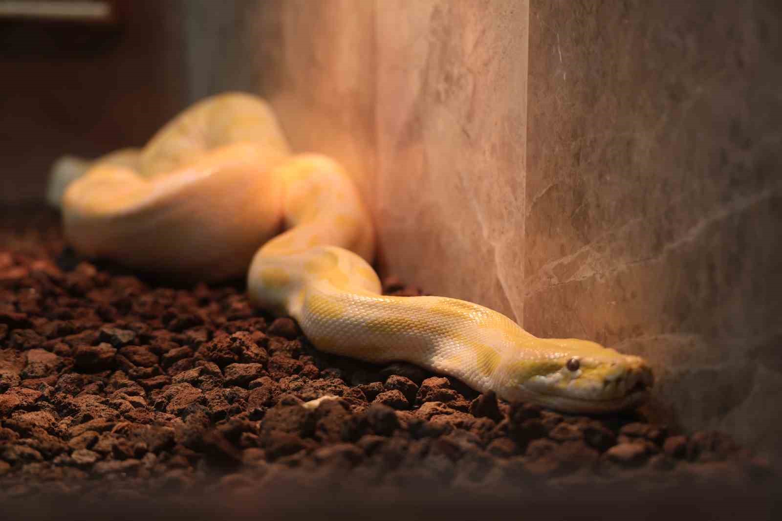 Denizli’de el konulan nesli tehlike altındaki piton Konya’da koruma altına alındı
