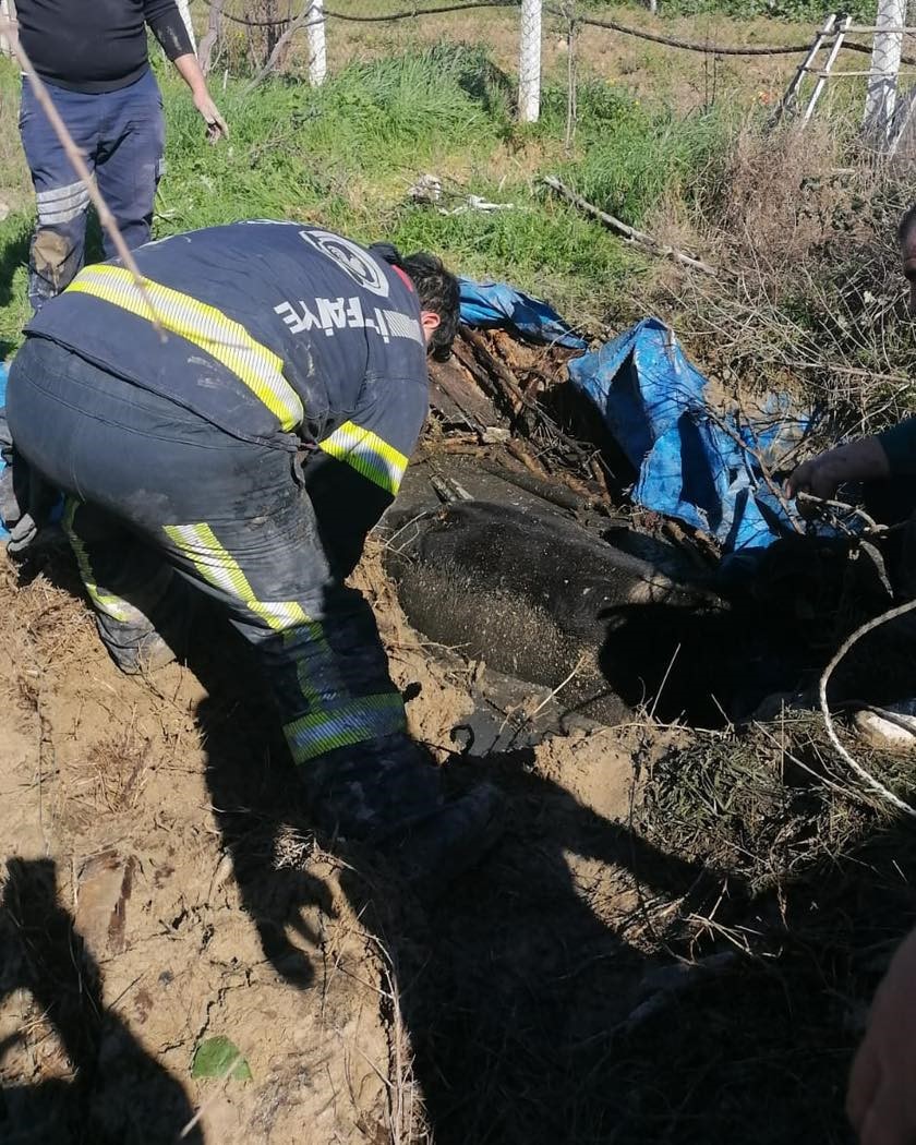 Denizli’de foseptik çukuruna düşen inek itfaiye ekiplerince kurtarıldı
