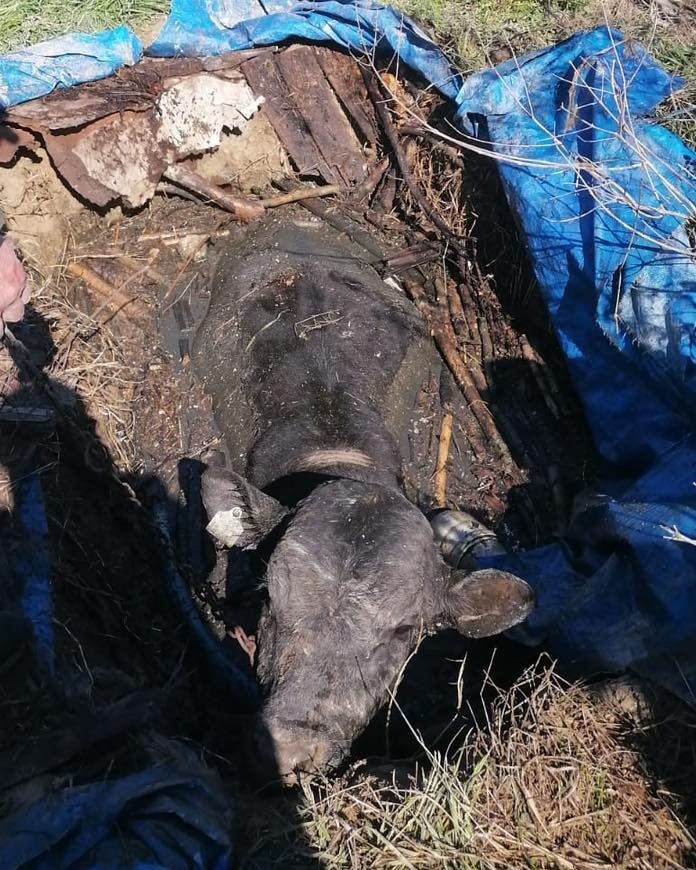 Denizli’de foseptik çukuruna düşen inek itfaiye ekiplerince kurtarıldı
