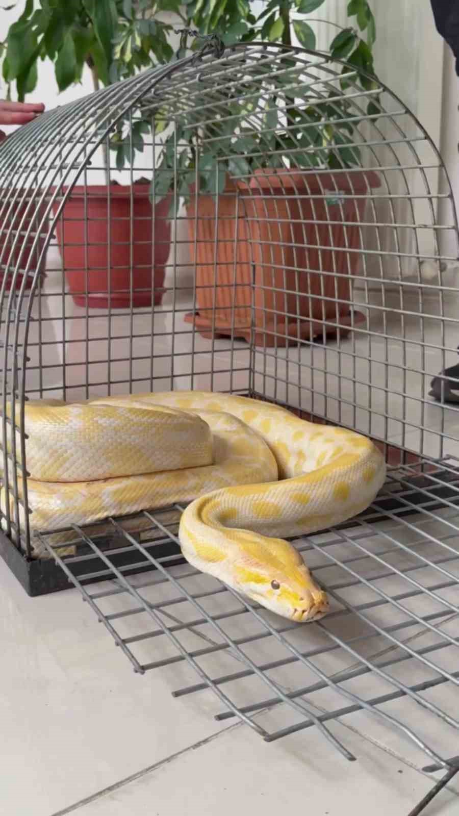 Denizli’de gösteride kullanılan nesli tehlike altındaki piton koruma altına alındı
