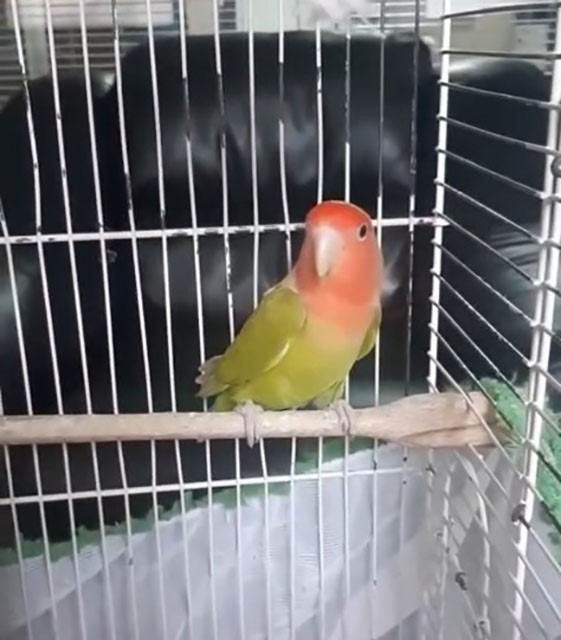 Denizli’de petshop denetiminde 164 hayvana el konuldu
