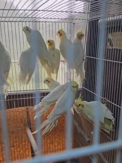 Denizli’de petshop denetiminde 164 hayvana el konuldu
