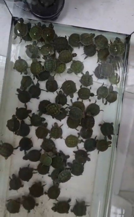 Denizli’de petshop denetiminde 164 hayvana el konuldu
