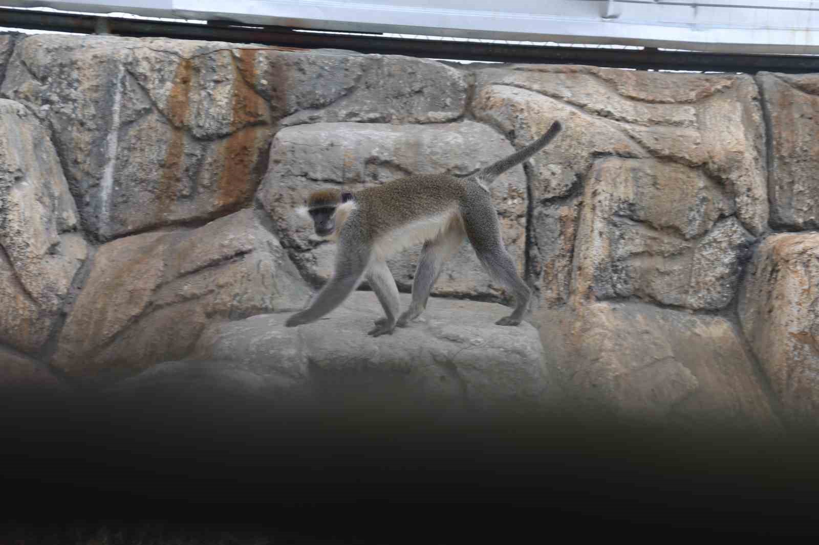 Denizli’de yakalanan maymun Konya’da hayvanat bahçesine teslim edildi
Denizli’de yakalanan maymun Konya’da hayvanat bahçesine teslim edildi