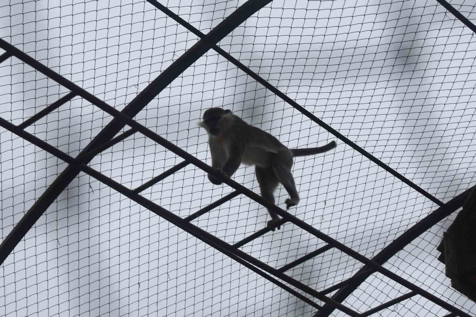 Denizli’de yakalanan maymun Konya’da hayvanat bahçesine teslim edildi
Denizli’de yakalanan maymun Konya’da hayvanat bahçesine teslim edildi