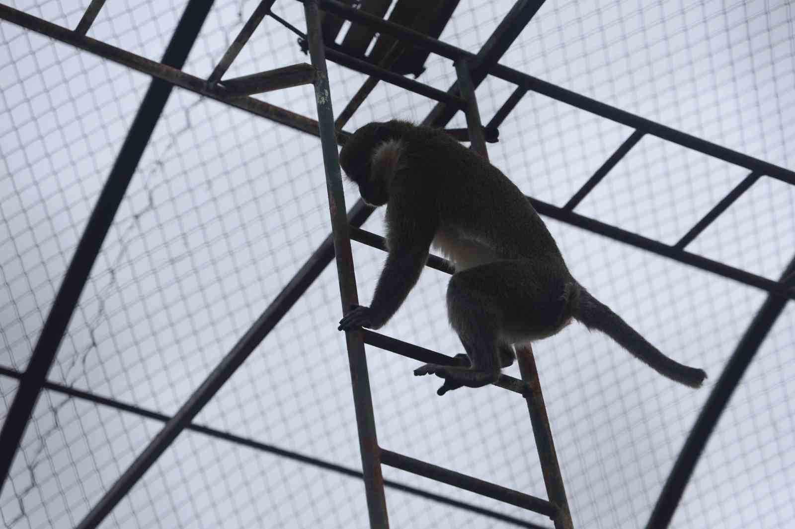 Denizli’de yakalanan maymun Konya’da hayvanat bahçesine teslim edildi
Denizli’de yakalanan maymun Konya’da hayvanat bahçesine teslim edildi