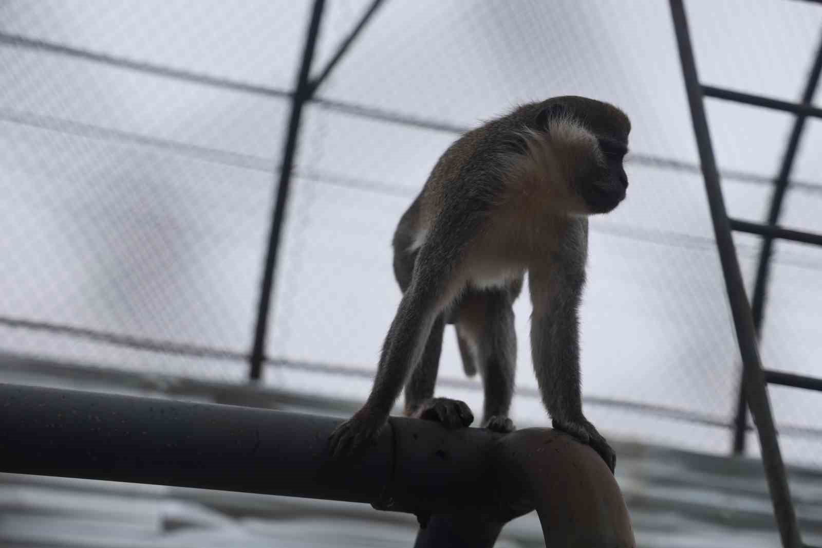 Denizli’de yakalanan maymun Konya’da hayvanat bahçesine teslim edildi
Denizli’de yakalanan maymun Konya’da hayvanat bahçesine teslim edildi