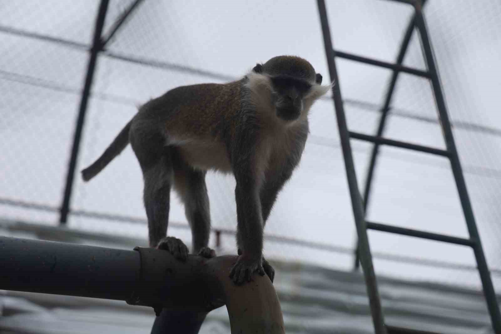 Denizli’de yakalanan maymun Konya’da hayvanat bahçesine teslim edildi
Denizli’de yakalanan maymun Konya’da hayvanat bahçesine teslim edildi