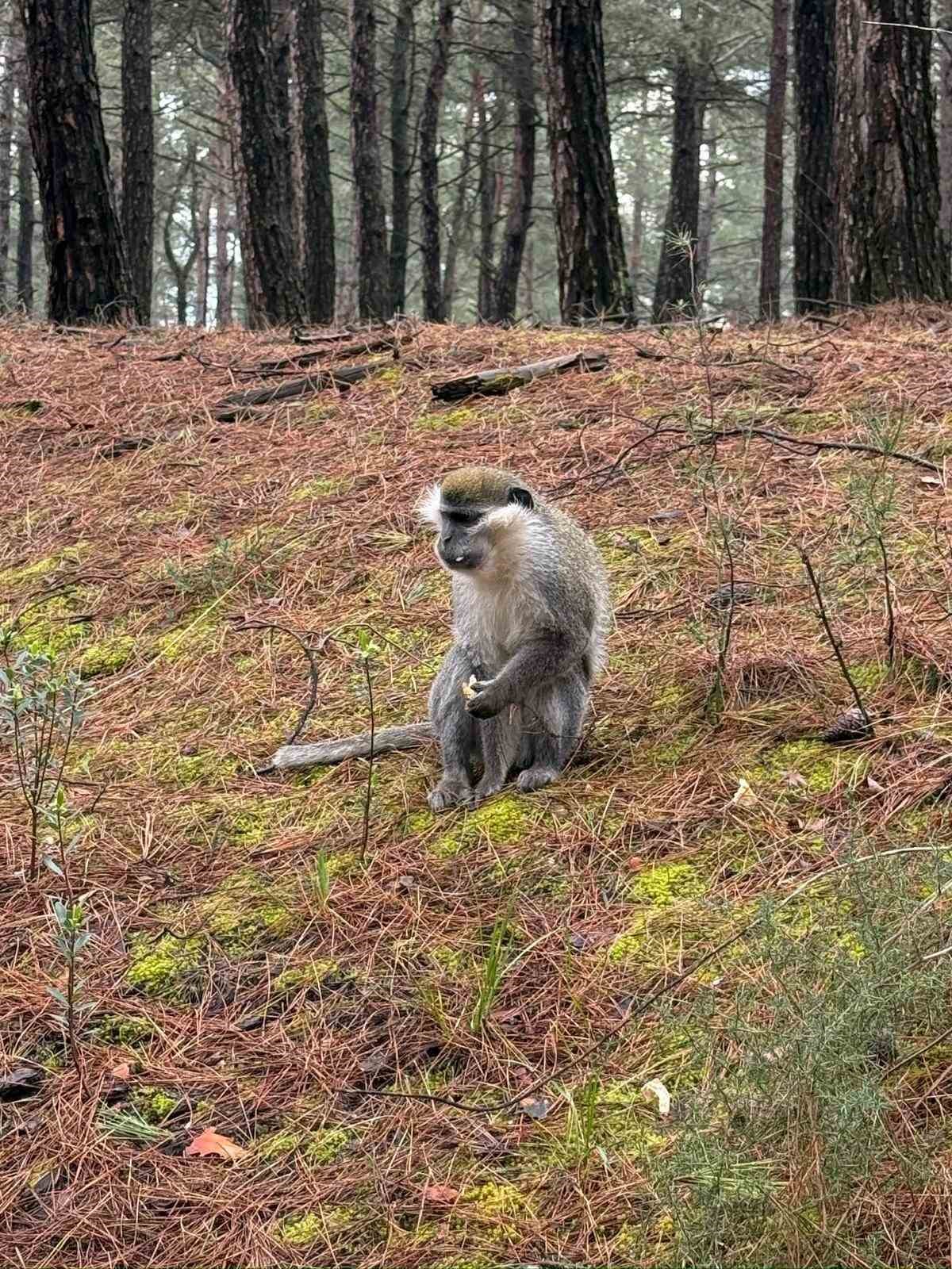 Denizli’deki firari maymunların sırrı çözüldü
