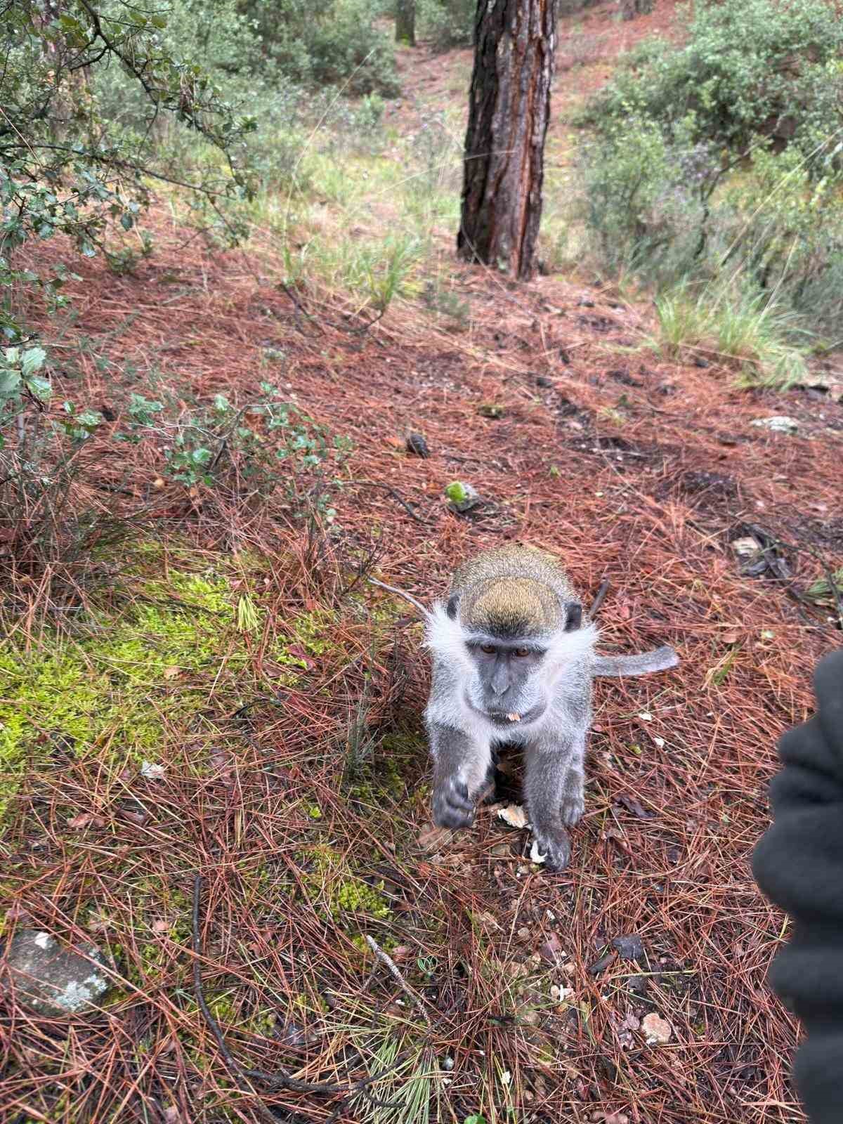 Denizli’deki firari maymunların sırrı çözüldü
