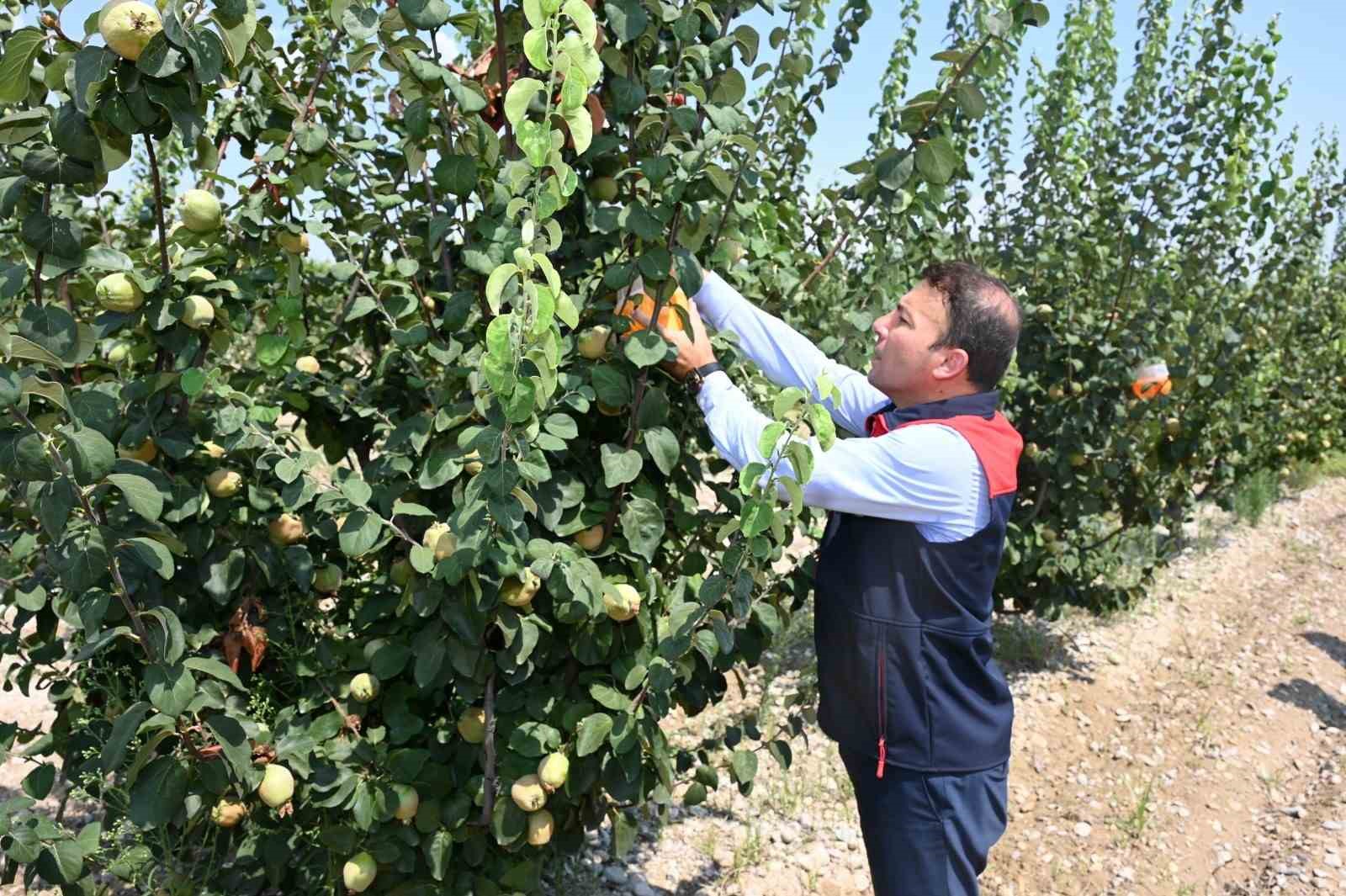 Denizli’nin 2025 bitkisel üretim tablosu yüz güldürdü
