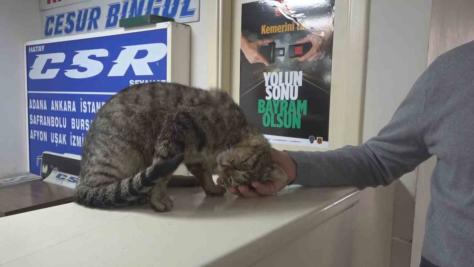 Depremde kaybolan ve 44 gün sonra ‘Kadir’ diyerek bulabildiği otogarın maskotu kedisine gözü gibi bakıyor
