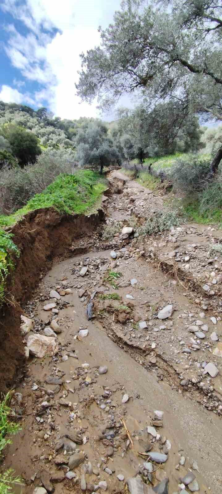 Dere suları yön değiştirdi, zeytinlikte ikinci yatak oluştu
