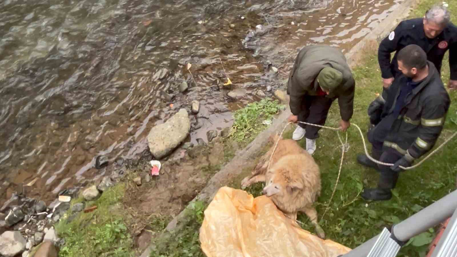 Dere yatağında mahsur kalan köpek itfaiye ve vatandaşın yardımıyla kurtarıldı
