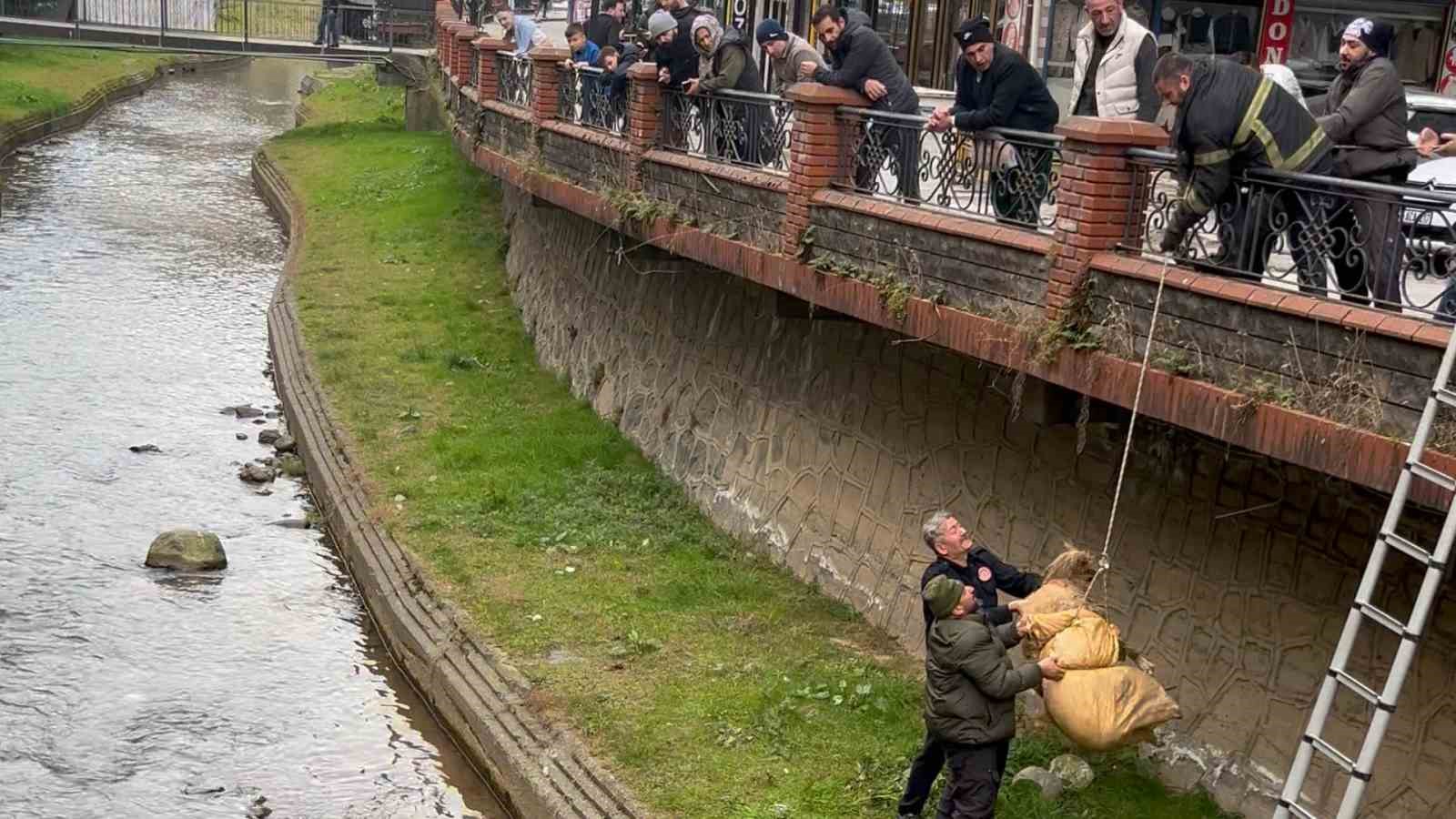 Dere yatağında mahsur kalan köpek itfaiye ve vatandaşın yardımıyla kurtarıldı
