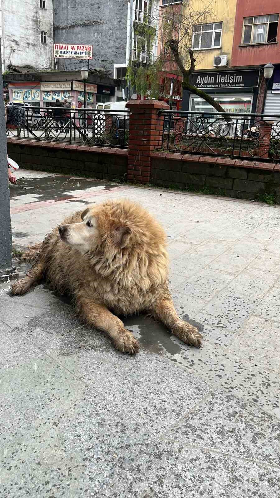 Dere yatağında mahsur kalan köpek itfaiye ve vatandaşın yardımıyla kurtarıldı
