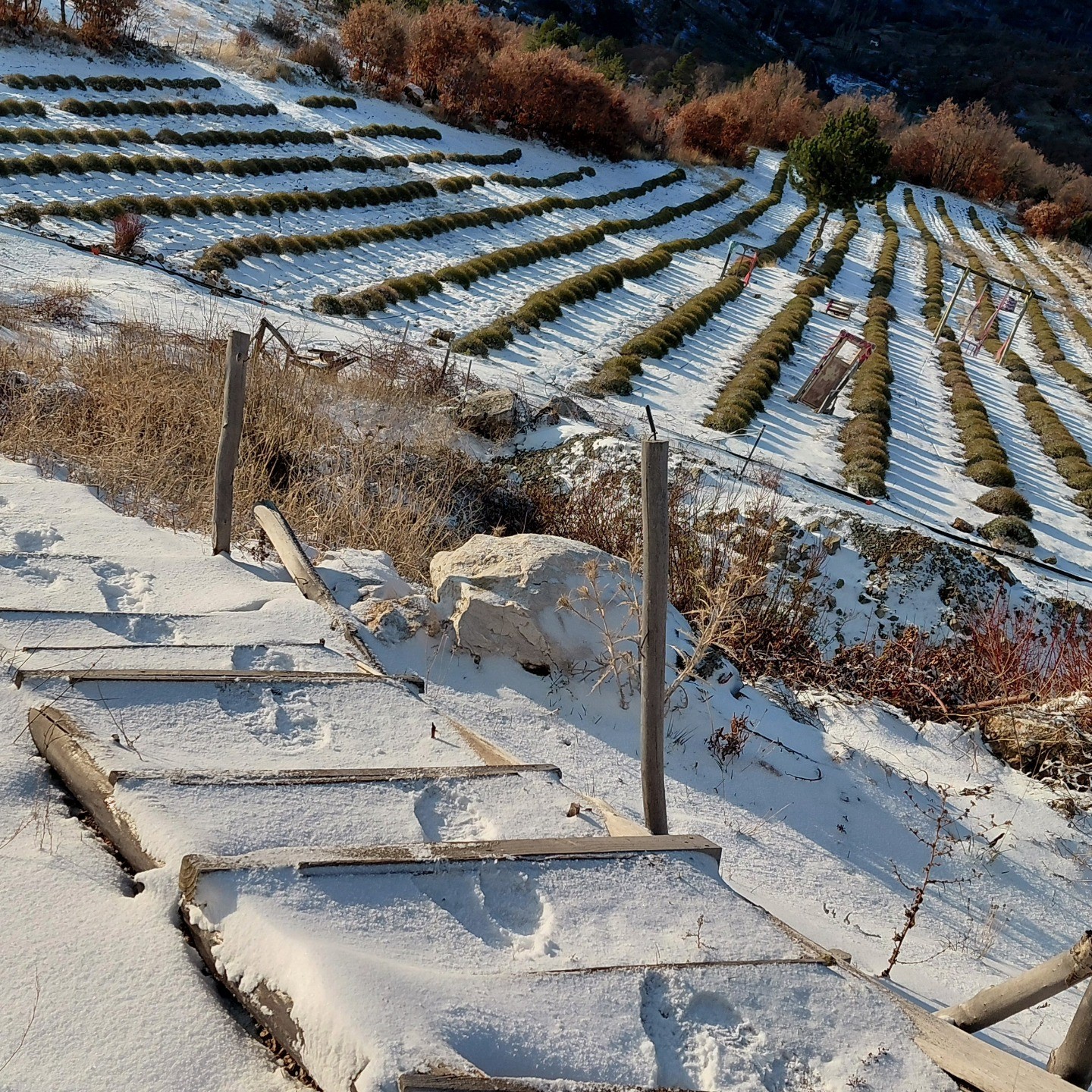 Derebucak’ta mor bahçeler beyaza büründü, barajlara su geldi
