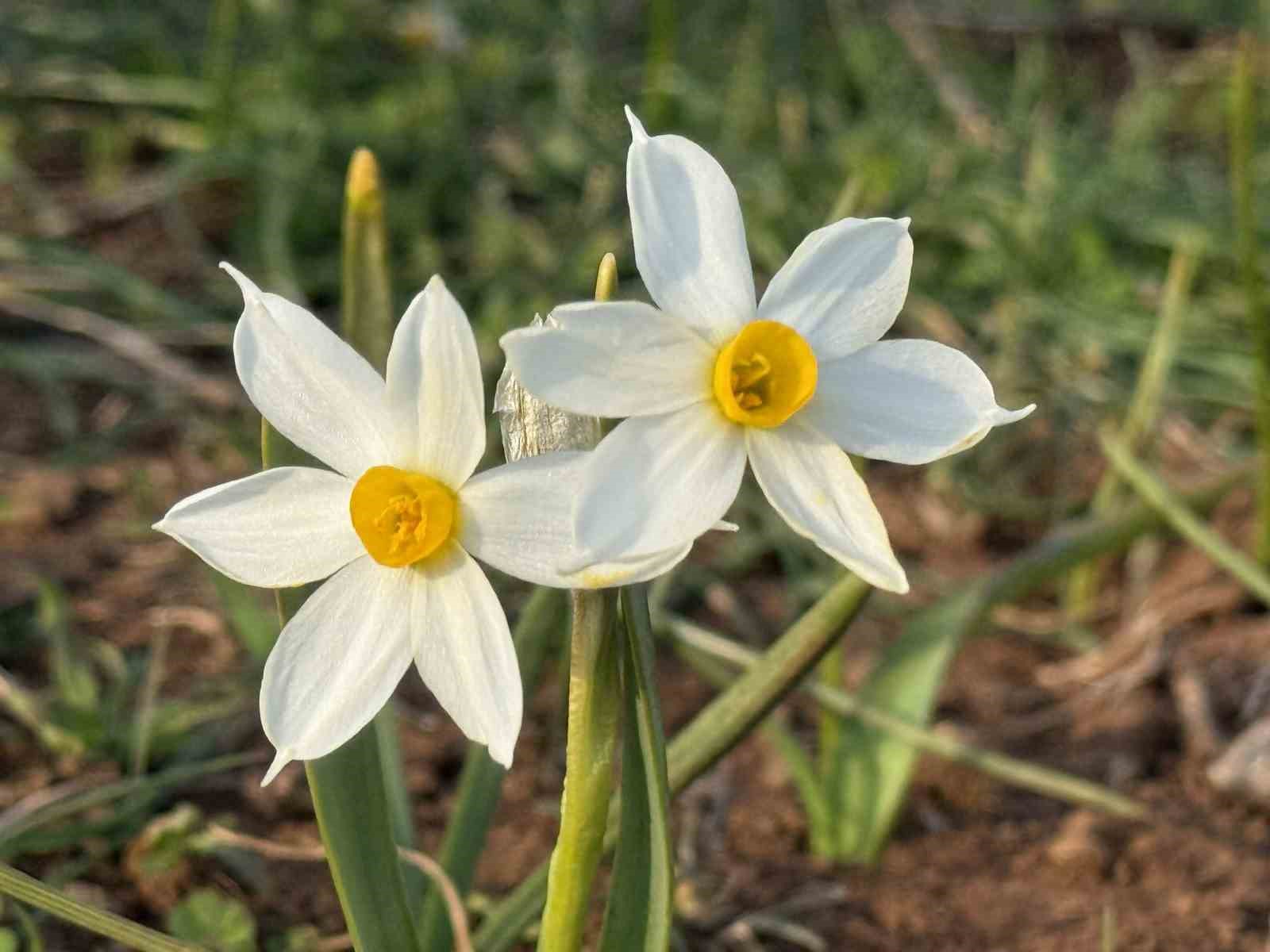 Derecik ilçesinde bahar yüzünü gösterdi
