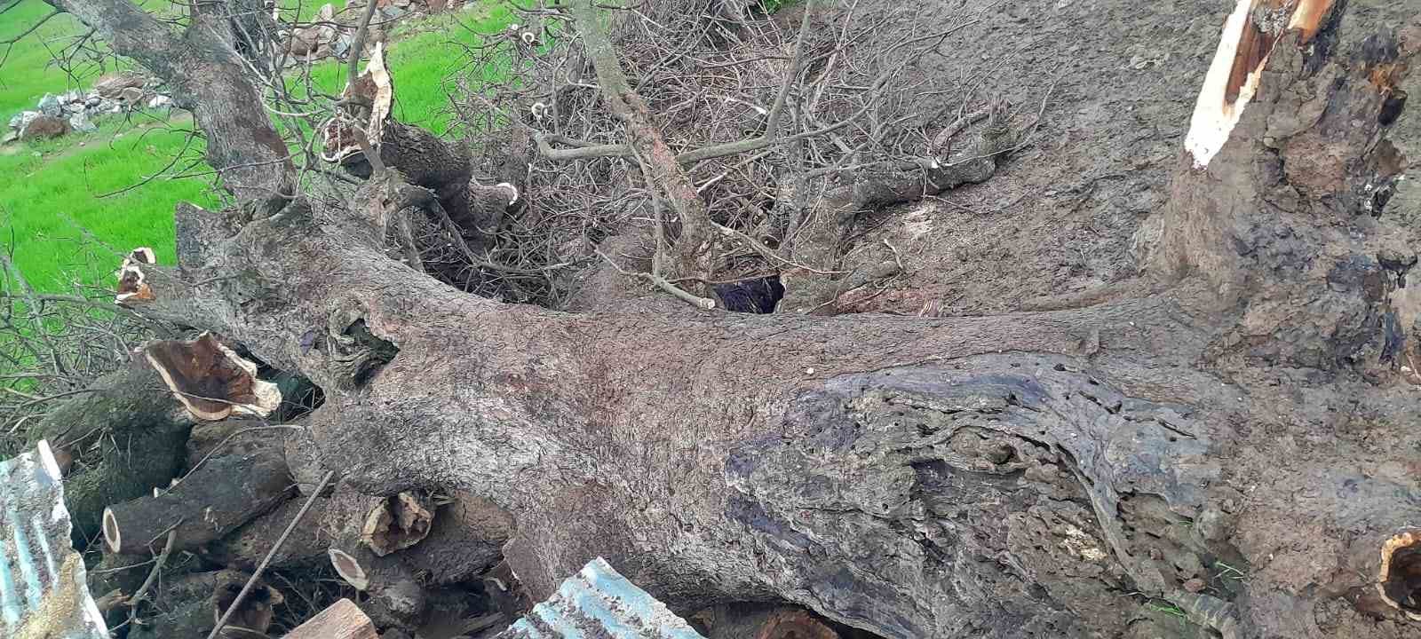 Derecik’te üzerine ağaç devrilen ağıldaki 4 keçi telef oldu
