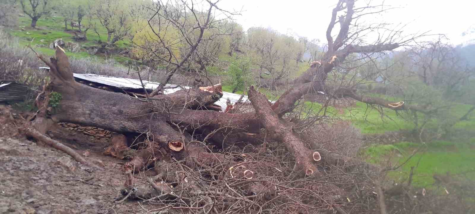 Derecik’te üzerine ağaç devrilen ağıldaki 4 keçi telef oldu
