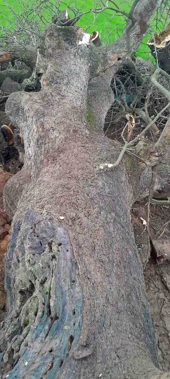 Derecik’te üzerine ağaç devrilen ağıldaki 4 keçi telef oldu
