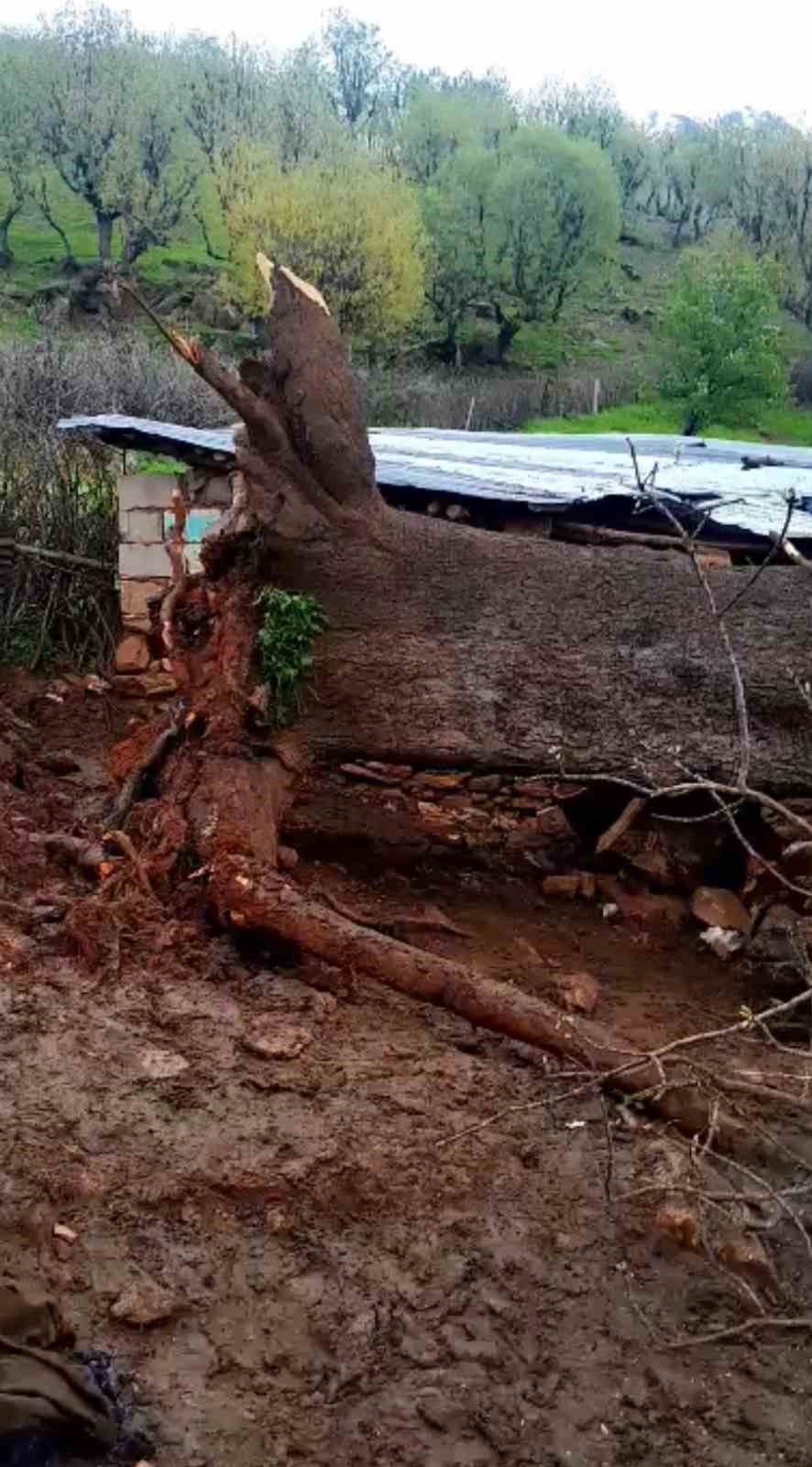 Derecik’te üzerine ağaç devrilen ağıldaki 4 keçi telef oldu
