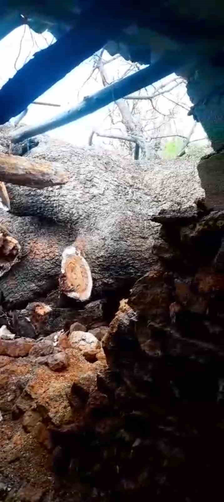 Derecik’te üzerine ağaç devrilen ağıldaki 4 keçi telef oldu
