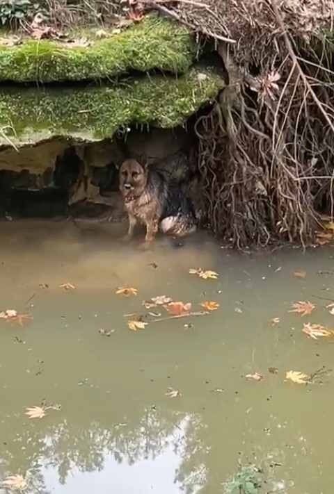 Dereye düşen köpek duyarlı vatandaş sayesinde kurtarıldı
