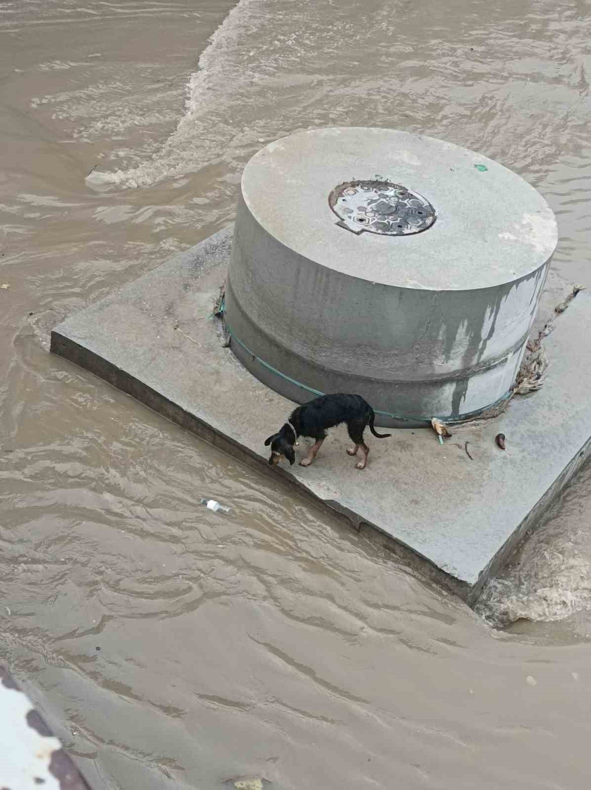Dereye düşen köpek itfaiye tarafından kurtarıldı
