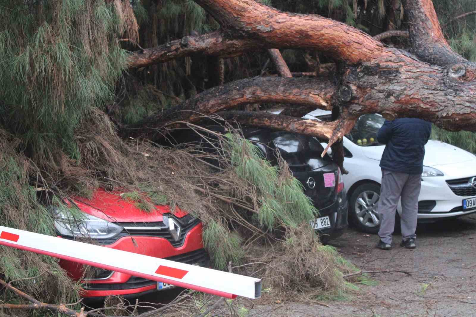 Dev çam ağacı park halindeki araçların üzerine devrildi

