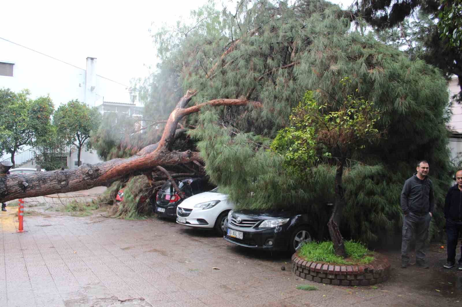 Dev çam ağacı park halindeki araçların üzerine devrildi
