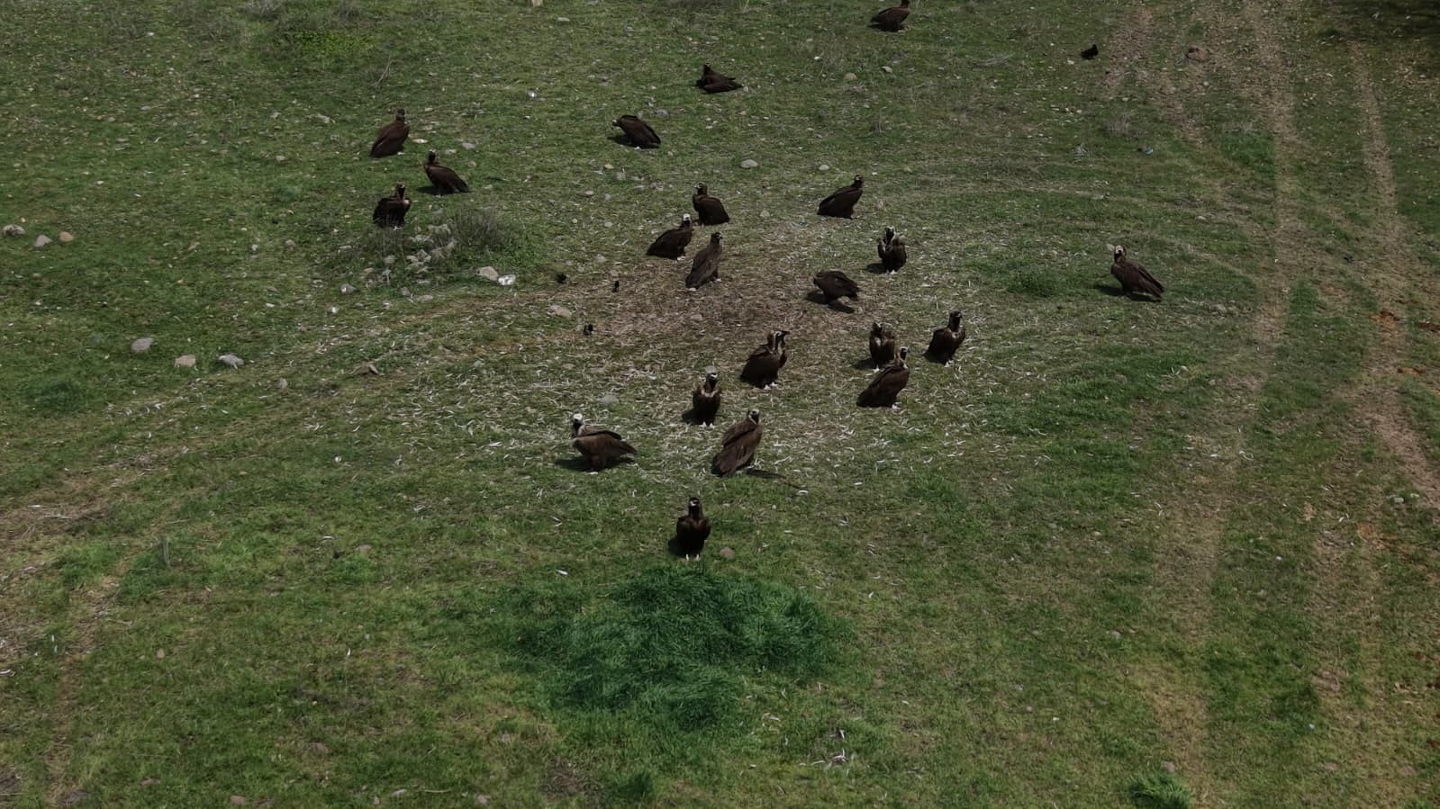 Dev kanatlar Kızılcahamam’da görüntülendi
