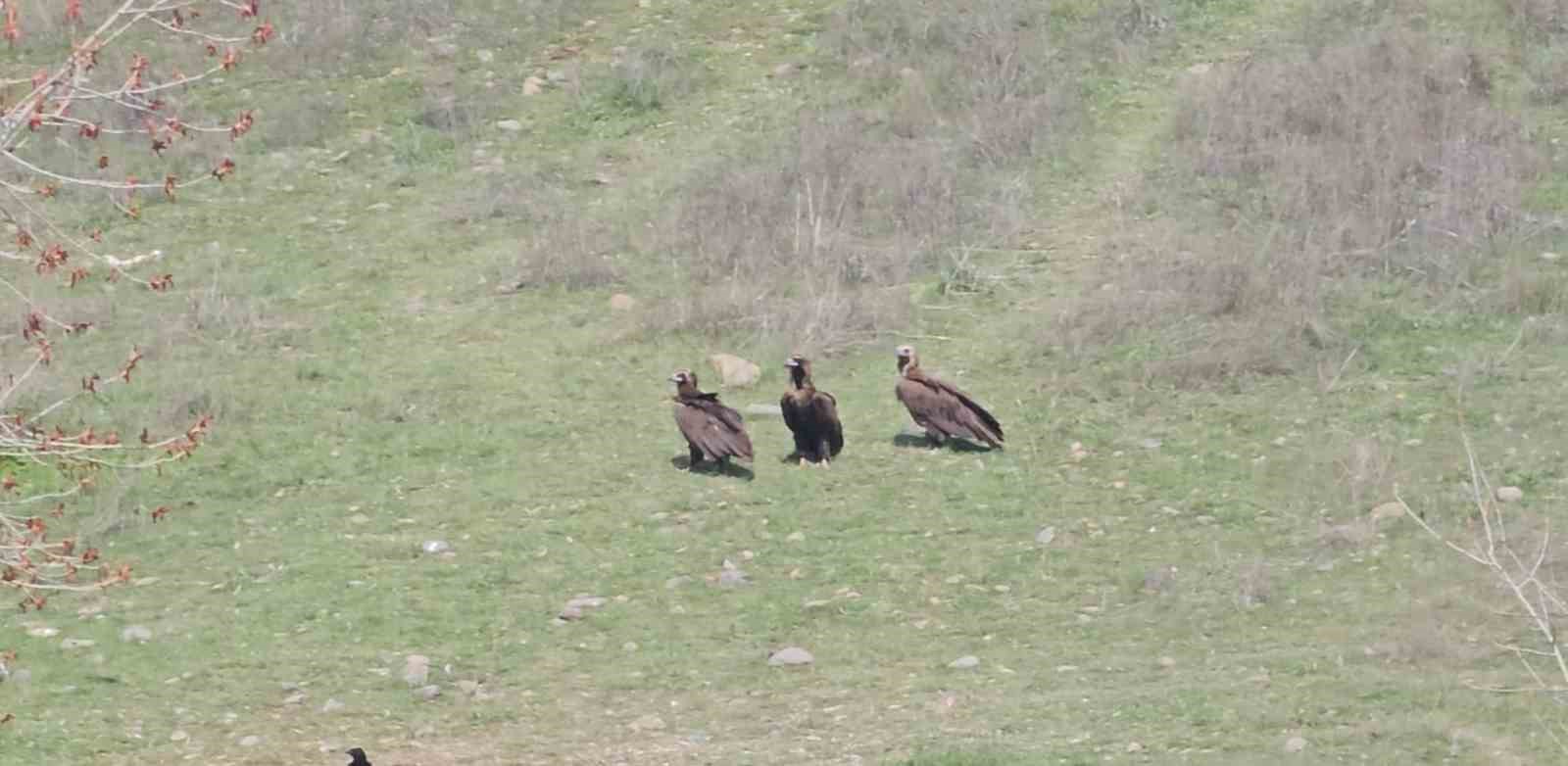 Dev kanatlar Kızılcahamam’da görüntülendi
