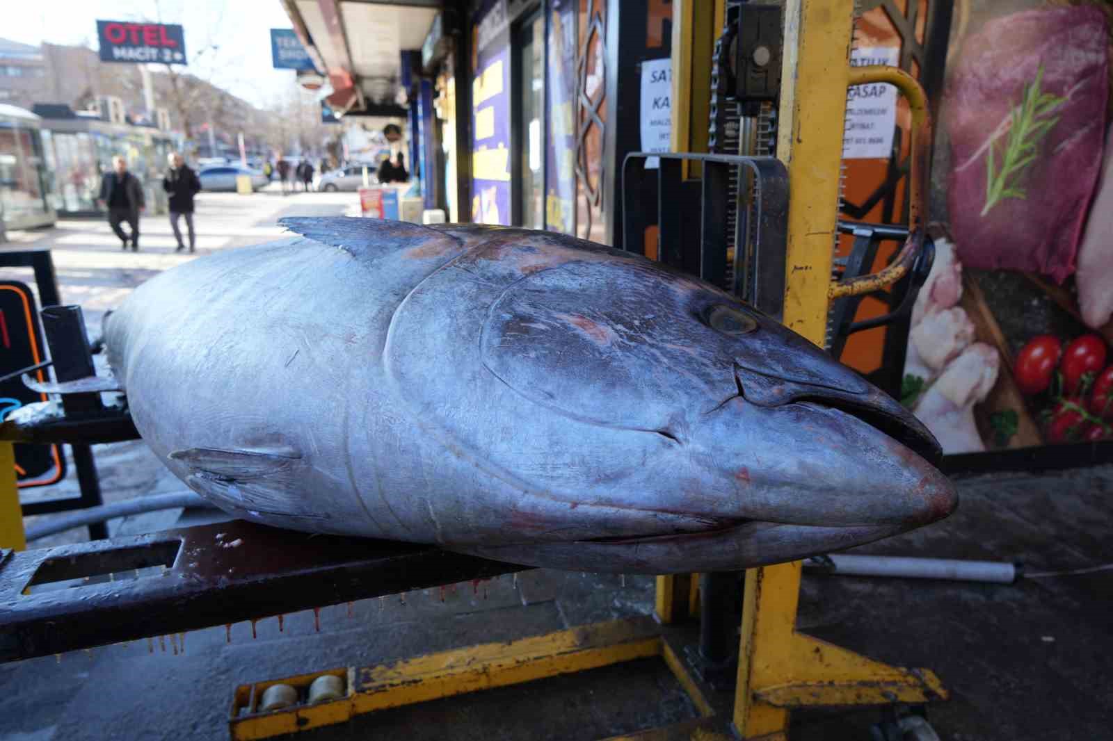 Dev Orkinos Erzincan’da olay oldu! Tezgâh önünde fotoğraf yarışı
